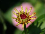 Zinnia elegans