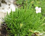 Gypsophila tenuifolia. Нижняя часть цветущего растения. Ингушетия, Джейрахский р-н, окр. перевала Цей-Лоам, ≈ 2200 м н.у.м. 23 июня 2022 г.