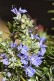 Rosmarinus officinalis разновидность prostratus