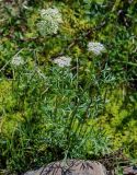 Pachypleurum alpinum. Цветущее растение. Красноярский край, Таймырский Долгано-Ненецкий р-н, плато Путорана, водопад Китабо-Орон, поросший мхами каменистый склон. 26.07.2023.