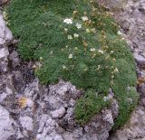 Gypsophila imbricata