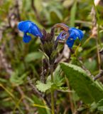 Dracocephalum grandiflorum