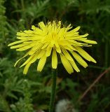 Crepis rhoeadifolia. Соцветие. Ростов-на-Дону, левый берег р. Дон. 01.09.2011.