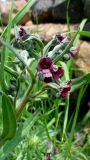 Cynoglossum montanum