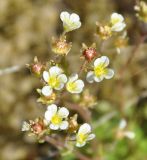 Saxifraga cespitosa. Соцветие. Карелия, Ладожское озеро, Валаамский архипелаг, остров Оборонный. 22.06.2012.