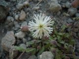 Oberna lacera. Цветок. Кабардино-Балкария, урочище Джилы-Су, 2400 м н.у.м. 23.07.2012.