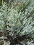 Artemisia glauca. Цветущее растение. Челябинская обл., лесостепь в окрестностях пос. Светлый. 21.07.2012.