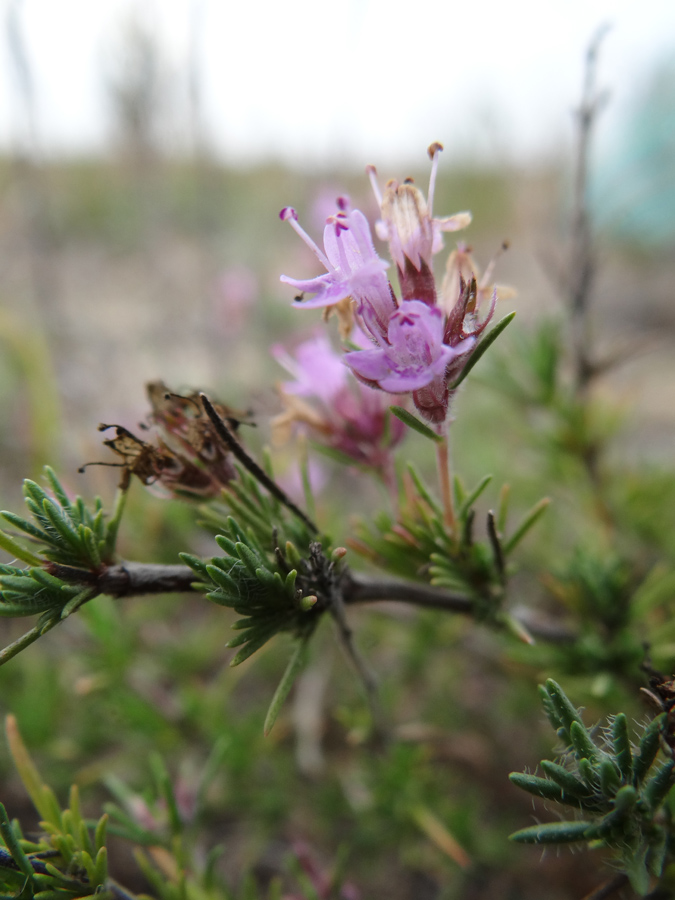 Изображение особи Thymus borysthenicus.