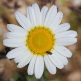 Anthemis arvensis. Соцветие с кормящимся насекомым. Ростовская обл., Неклиновский р-н, Лакедемоновское с/п, Беглицкая коса. 03.05.2013.