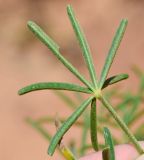 Lupinus angustifolius. Лист (вид с обратной стороны). Израиль, Шарон, г. Герцлия, парк, местный вид, используемый в озеленении. 09.04.2013.