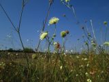 Scabiosa ochroleuca