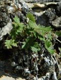 Potentilla arenosa