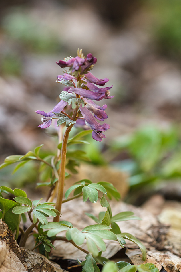 Изображение особи Corydalis solida.