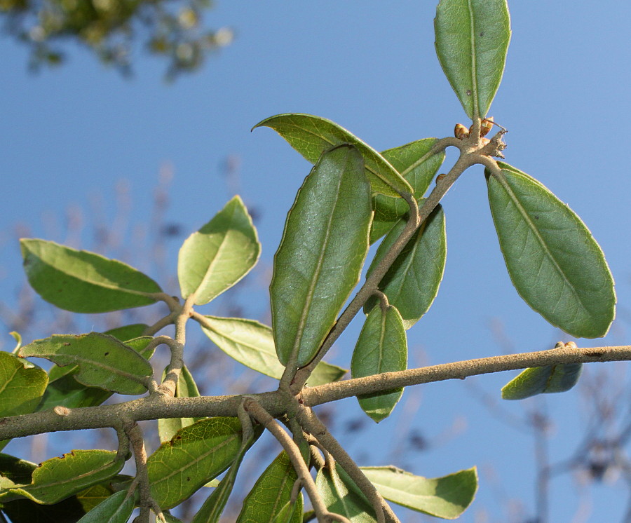 Изображение особи Quercus phillyreoides.