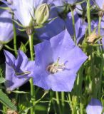 Campanula carpatica