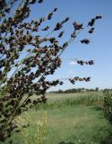 Sorghum saccharatum