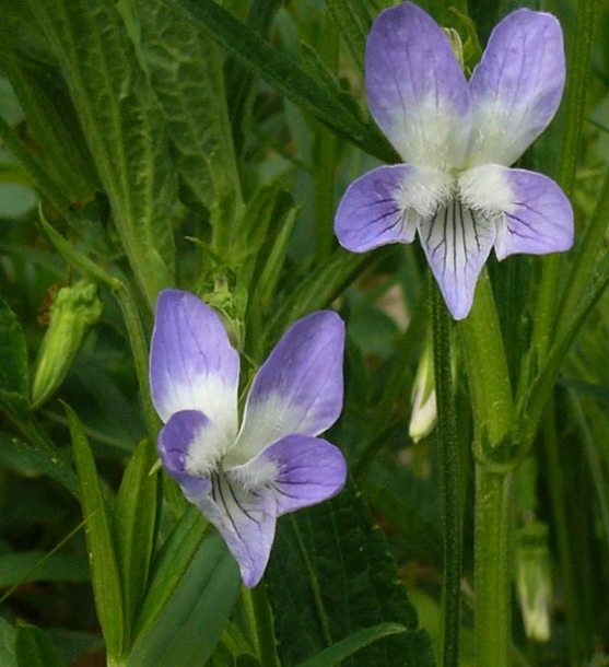 Изображение особи Viola elatior.