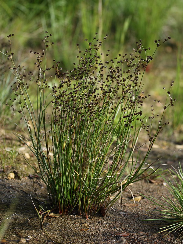 Изображение особи Juncus articulatus.