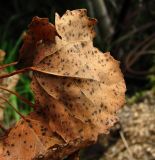 Populus tremula