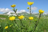 Ranunculus caucasicus