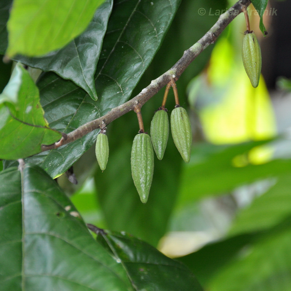 Изображение особи Theobroma cacao.