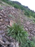 Plantago lanceolata. Цветущее растение. Карачаево-Черкесия, окр. пос. Теберда, каменистый отвал дороги. 05.06.2015.