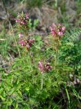 Pedicularis rubens