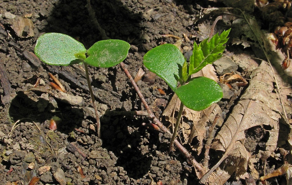 Изображение особи Carpinus betulus.