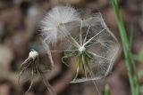 Tragopogon pratensis