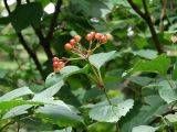 Viburnum sargentii. Верхушка побега с соплодием. Приморье, окр. г. Находка, смешанный лес. 07.09.2016.