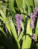 Liriope muscari. Соцветия и верхушки листьев. Крым, Никитский ботанический сад, в культуре. 06.10.2016.