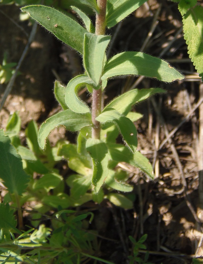 Изображение особи Linum hirsutum.