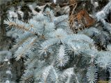 Picea pungens f. glauca