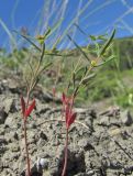 Euphorbia ledebourii