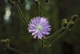 Cicerbita uralensis. Верхушка цветущего растения. Пермский край, г. Пермь, Свердловский р-н, кладбище \"Южное\", тополиная роща. 20.07.2017.