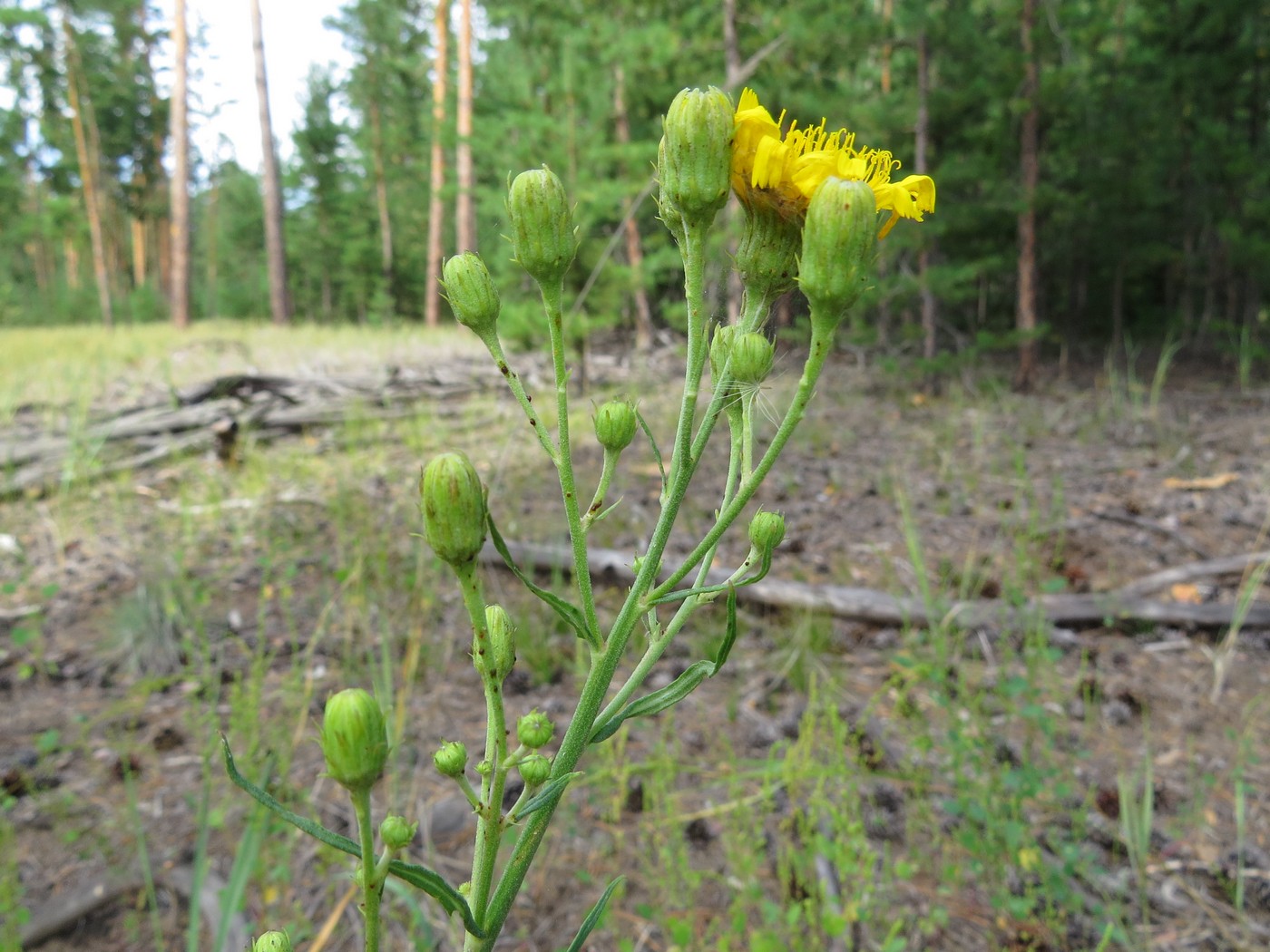 Изображение особи Hieracium filifolium.