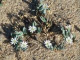 Stellaria dahurica