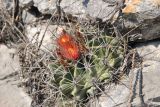 Ferocactus разновидность rhodanthus