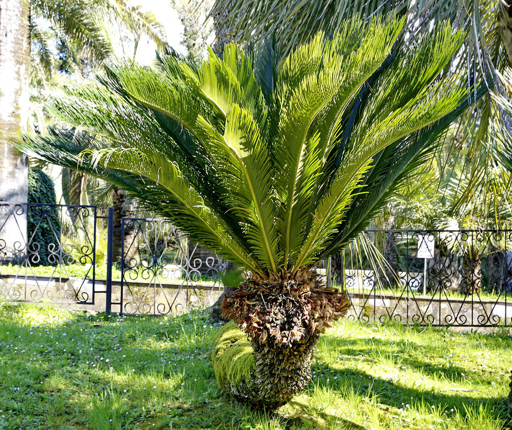 Изображение особи Cycas revoluta.