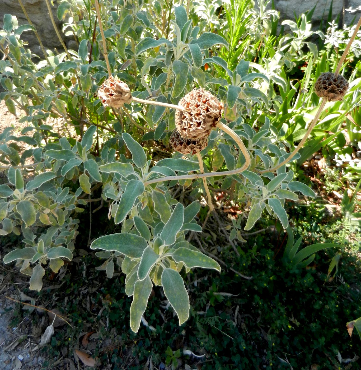 Изображение особи Phlomis fruticosa.