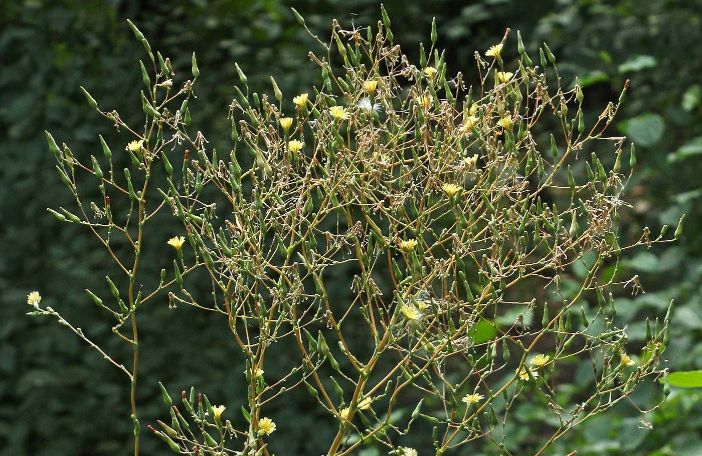 Изображение особи Lactuca serriola.