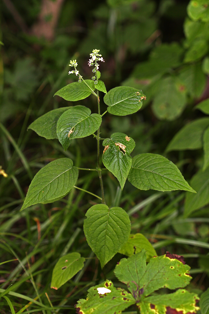 Изображение особи Circaea cordata.