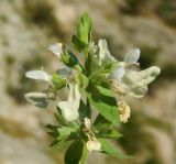 genus Stachys. Верхушка цветущего растения. Черногория, окр. г. Котор, \"Старая австрийская дорога\", горное разнотравье. Июль 2018 г.