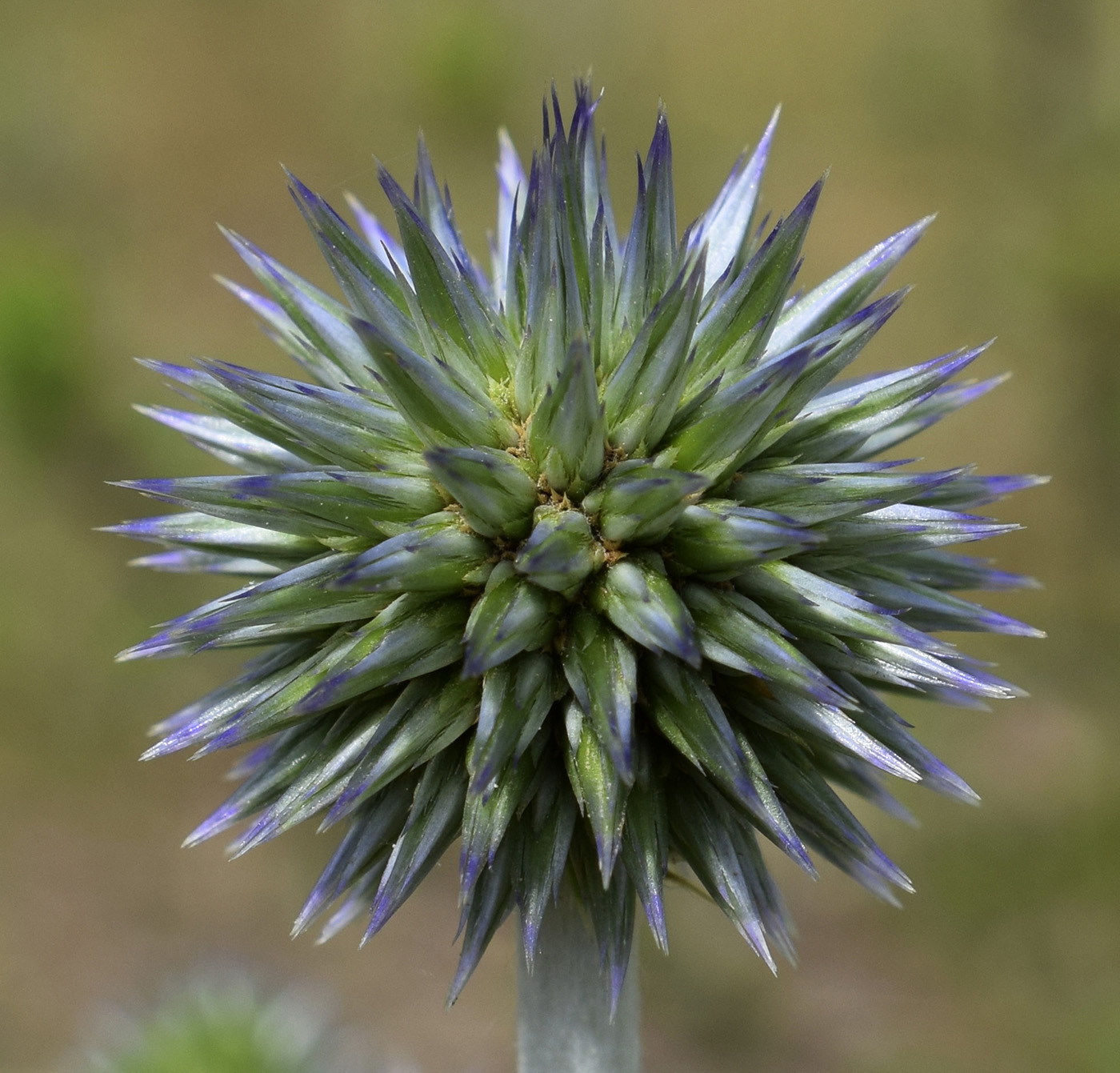 Изображение особи Echinops ritro.