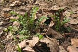 Cardamine impatiens