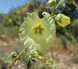 Alcea rugosa. Цветок. Республика Дагестан, бархан Сарыкум, пойма р. Шура-Озень. 01.06.2019.