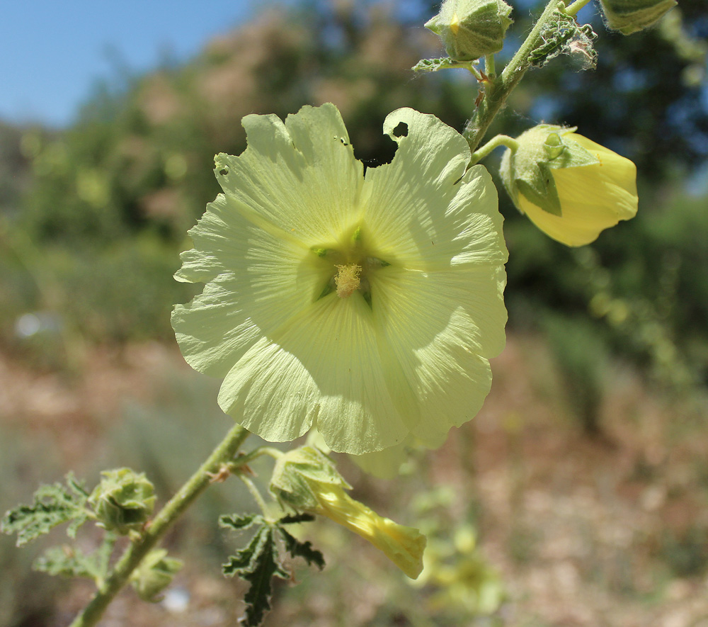 Изображение особи Alcea rugosa.