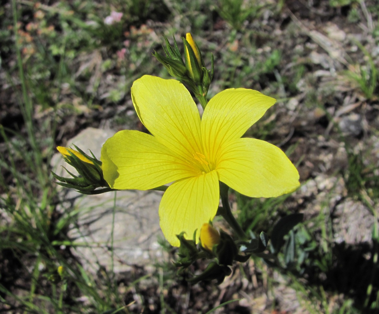 Изображение особи Linum alexeenkoanum.