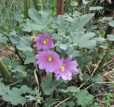 Alcea rosea