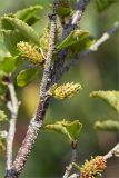 Betula humilis. Часть ветви с соплодиями. Ленинградская обл., Ломоносовский р-н, долина р. Шингарка, закустаренный берег ручья. 06.08.2019.